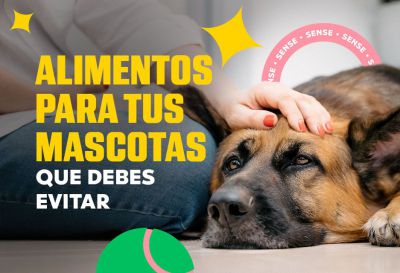 Alimentos para tus mascotas que debes evitar